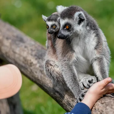 Luxuszelt Im Serengeti Park Lüks kamp alanı Hodenhagen