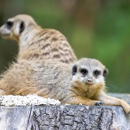 Luxuszelt Im Serengeti Park *
