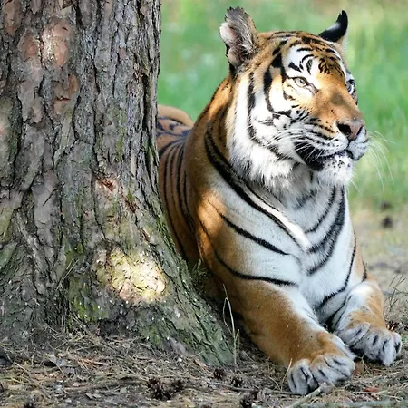 Lüks kamp alanı Luxuszelt Im Serengeti Park *
