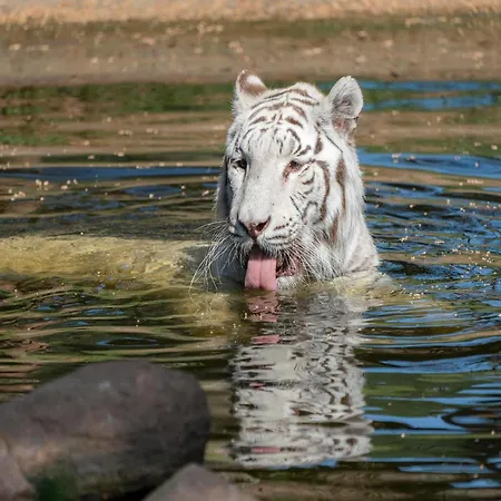 Lüks kamp alanı Luxuszelt Im Serengeti Park