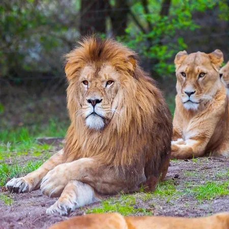Luxuszelt Im Serengeti Park Hodenhagen