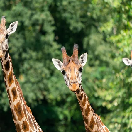 Luxuszelt Im Serengeti Park Lüks kamp alanı *