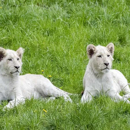 Lüks kamp alanı Luxuszelt Im Serengeti Park *