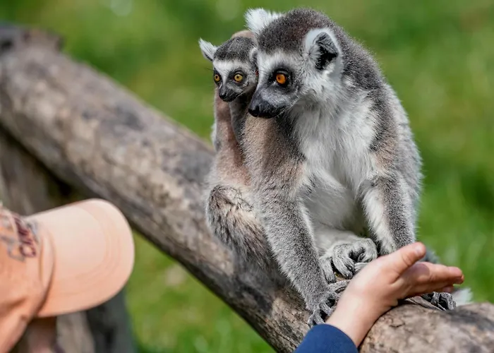 Luxuszelt Im Serengeti Park Οργανωμένο κάμπινγκ Hodenhagen