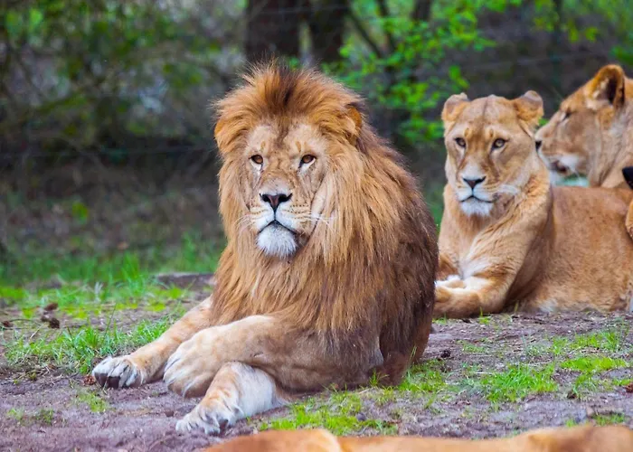 Luxuszelt Im Serengeti Park Hodenhagen