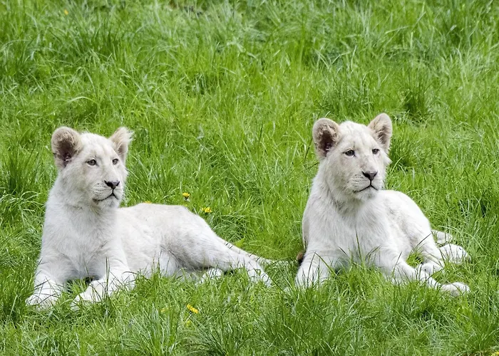 Οργανωμένο κάμπινγκ Luxuszelt Im Serengeti Park *